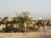 camelsfeeding11-16-06001.jpg